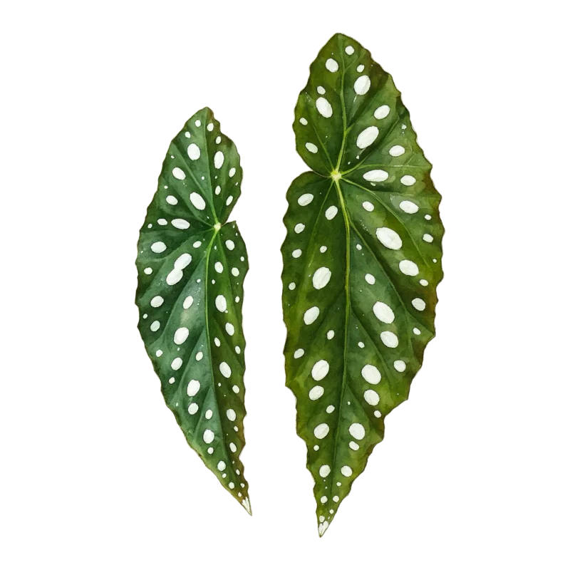 Begonia