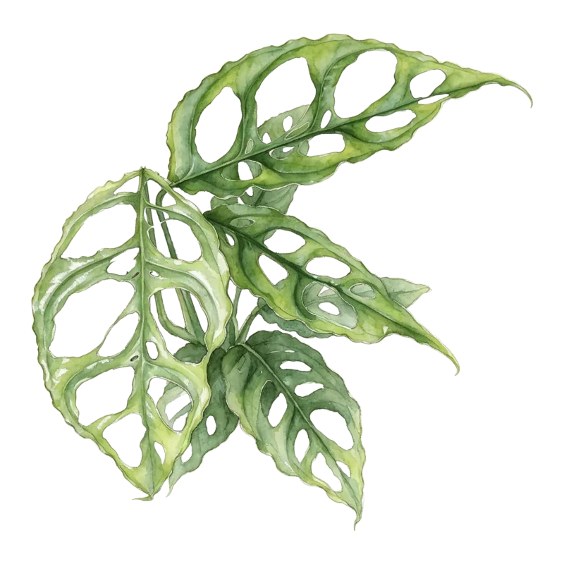Monstera adansonii