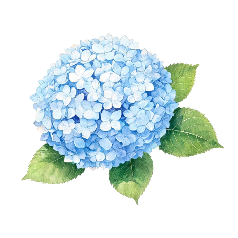 Hydrangea